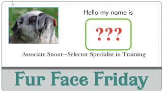Illustration for article titled New Snout Selectors!